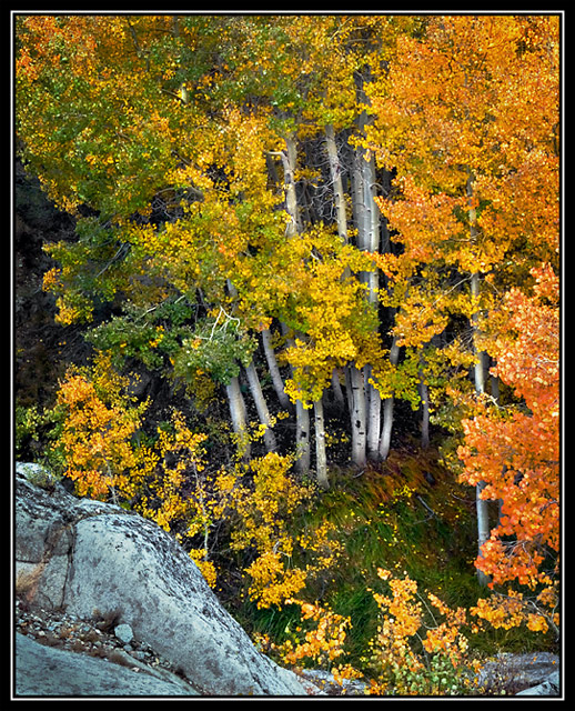 Apens in Fall