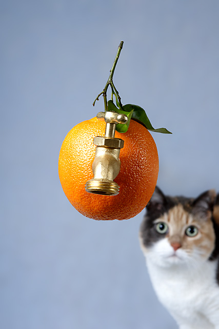 Setup_Cat.jpg