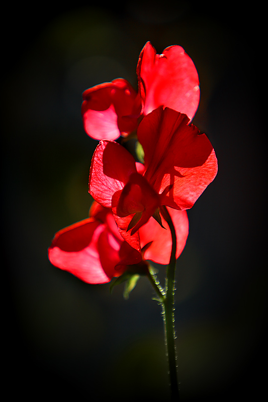 Red Sweet Pea