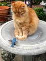 cat in birdbath.jpg