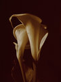 2 lillies 1.jpg