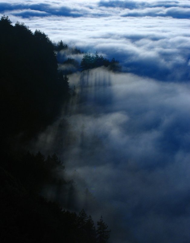 blue tree fog 2.jpg