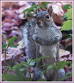 Backyard tenant