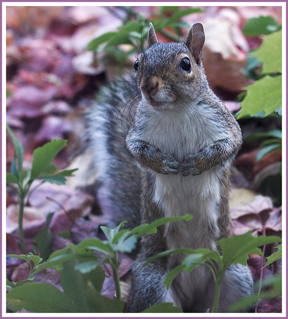 Backyard tenant