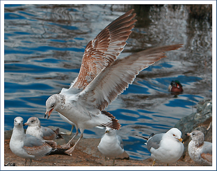 Landing