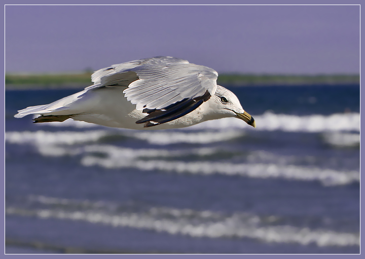 Just a Seagull...