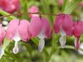 Bleeding Hearts