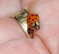 Ladybug on a Golden Ring