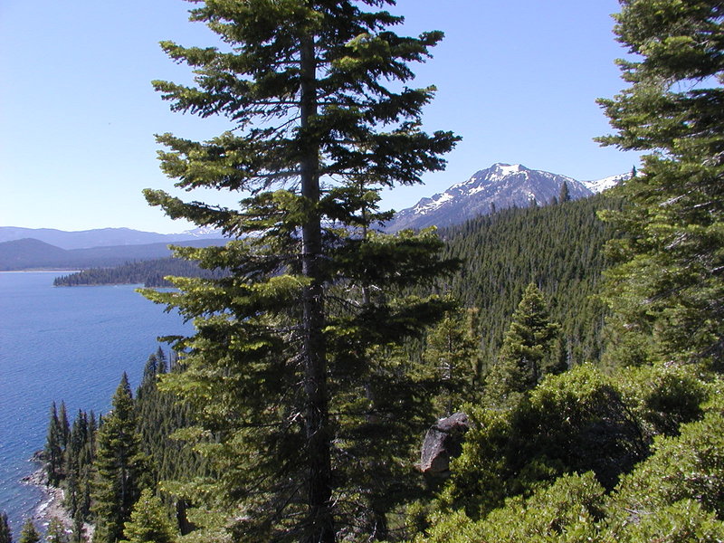 Lake Tahoe View