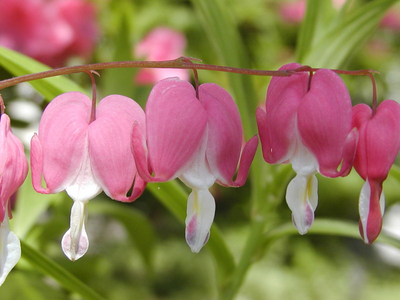 Bleeding Hearts