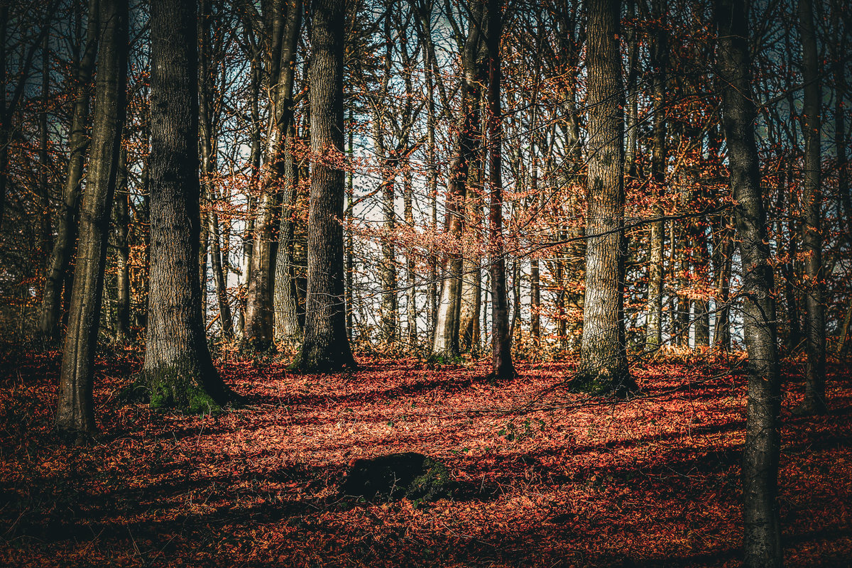 IMG_2046-EDIT-2
