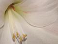 Lily