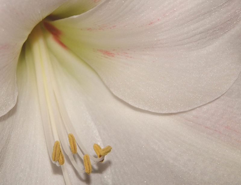 Lily
