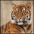 Tiger: Easter 2008