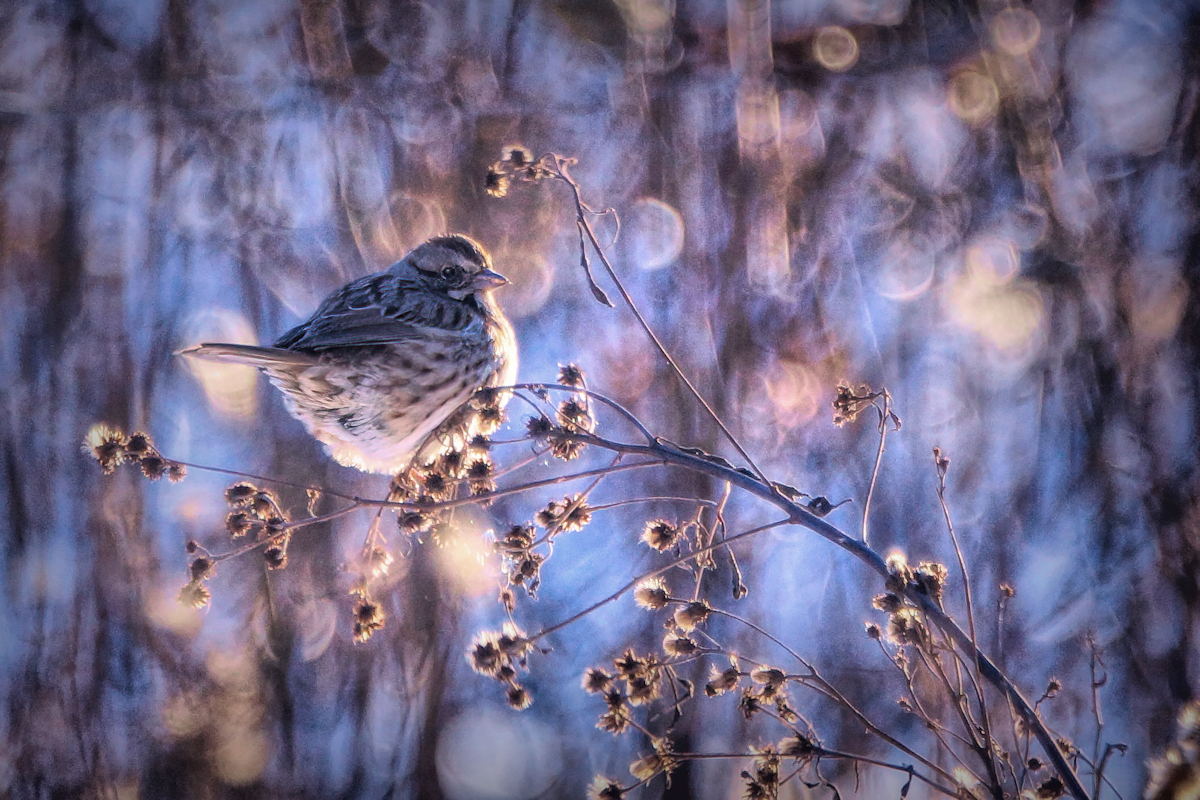 January #4 (Songbird)