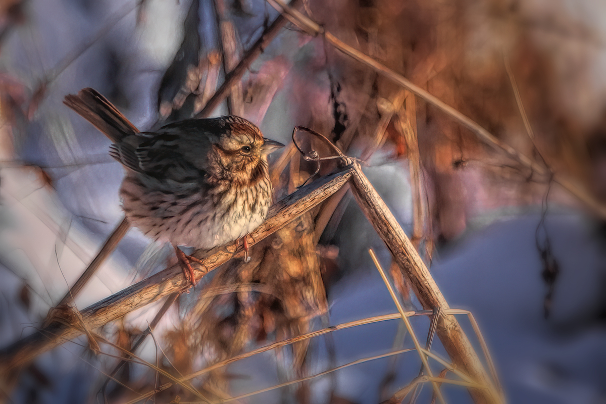 January #3 (Song Bird)
