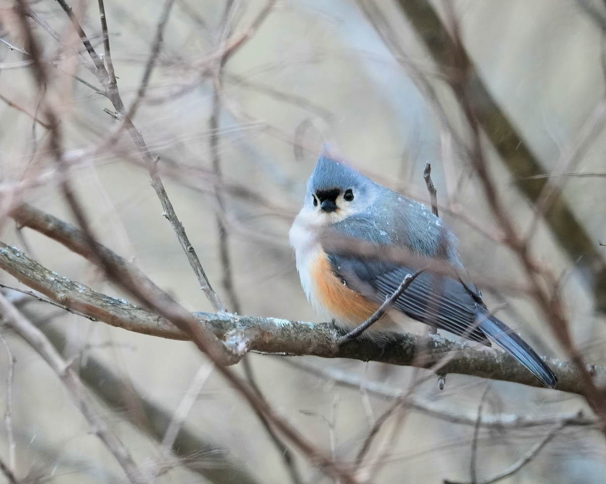 February #2 (Titmouse)