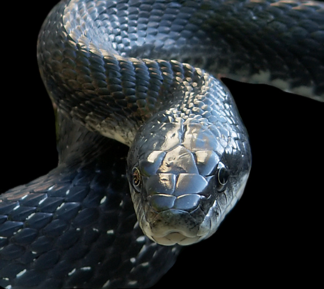 Black Snake