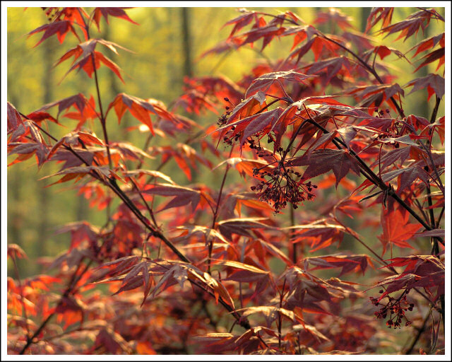 Japanese Maple