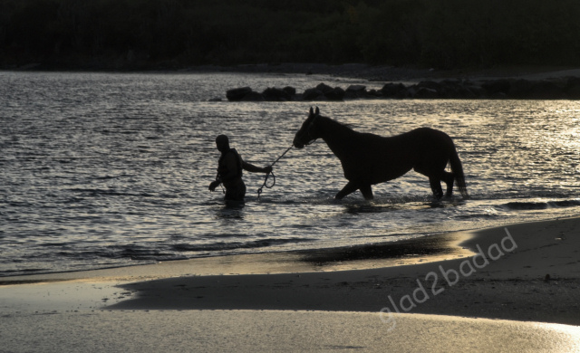 St. Thomas - Horse Trainer