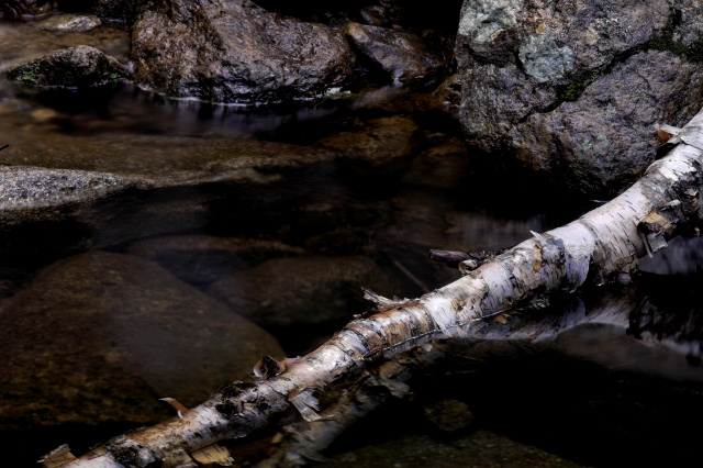 Fallen Birch