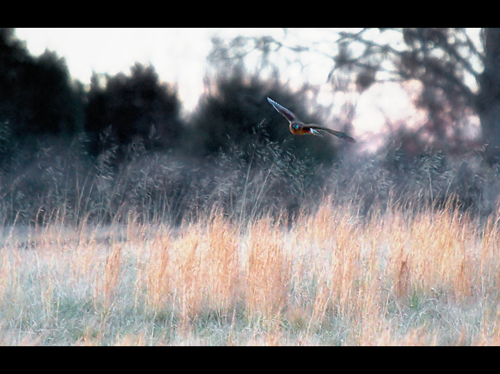 Hawk on the hunt.