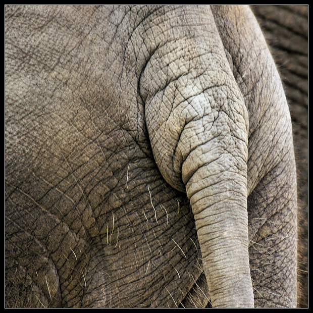 Elephant: Easter 2008