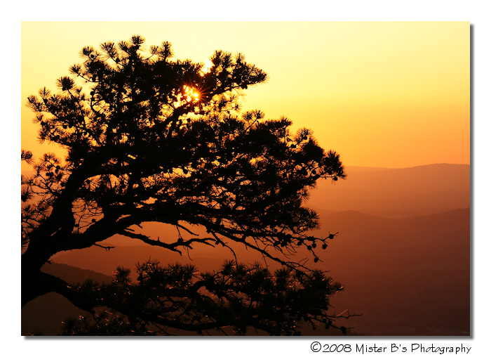 Shenandoah Orange Pine