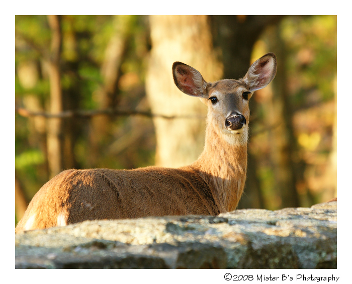Early Morning Deer