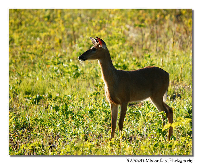 Mountain Meadow Deer