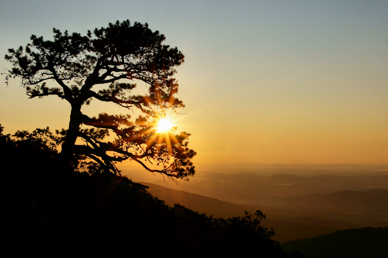 Pinetree Sunburst 