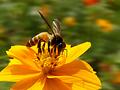 Wasp1.jpg