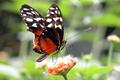 Red Butterfly