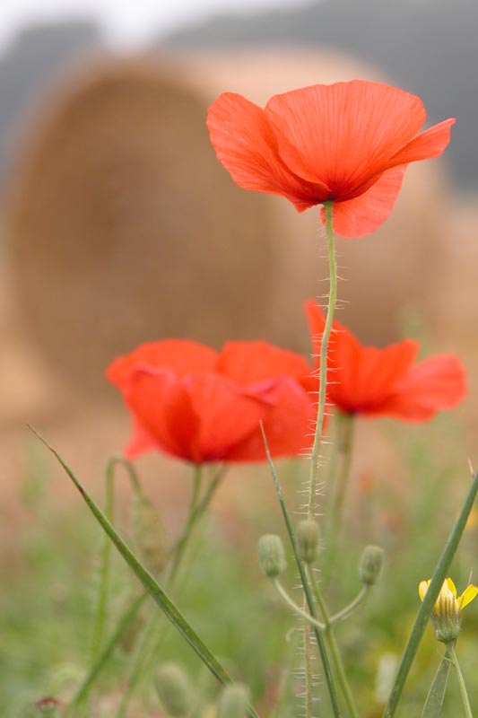 Poppy