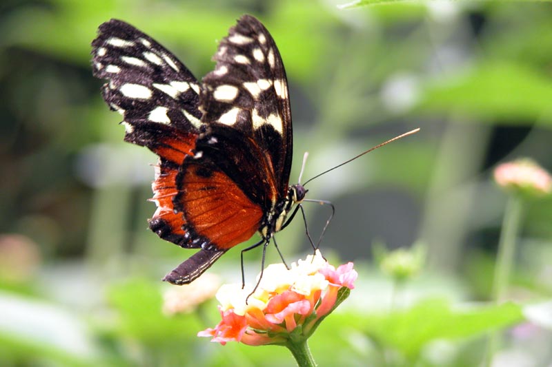 Red Butterfly