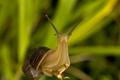 Snail - 2