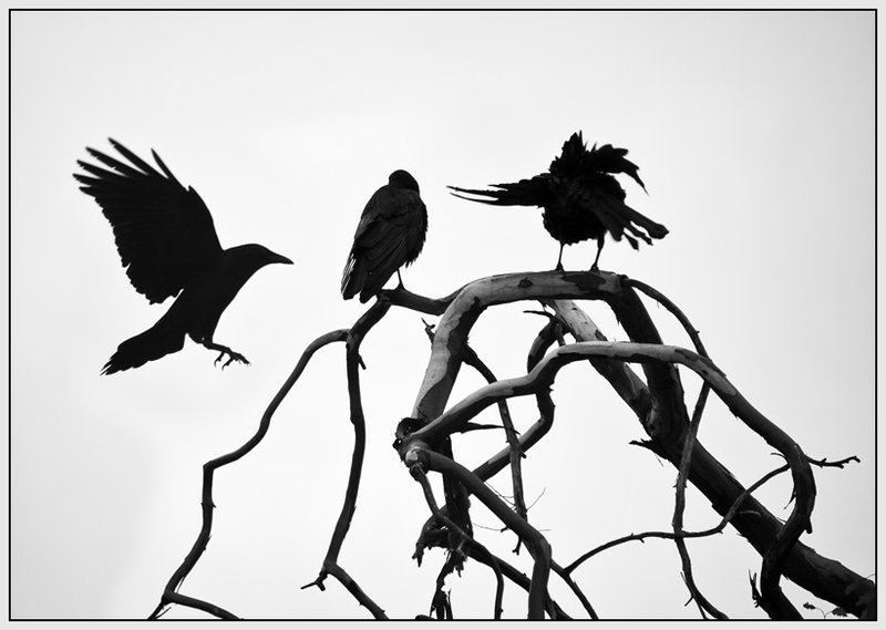 three crows