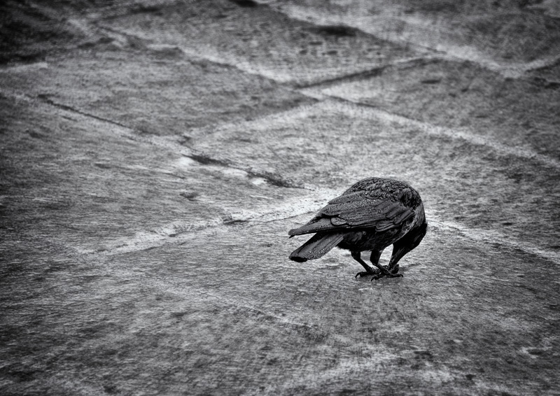 rainy day. crow