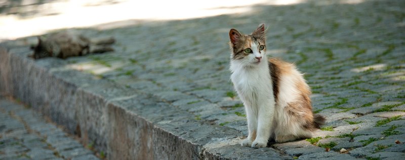 kitty - color