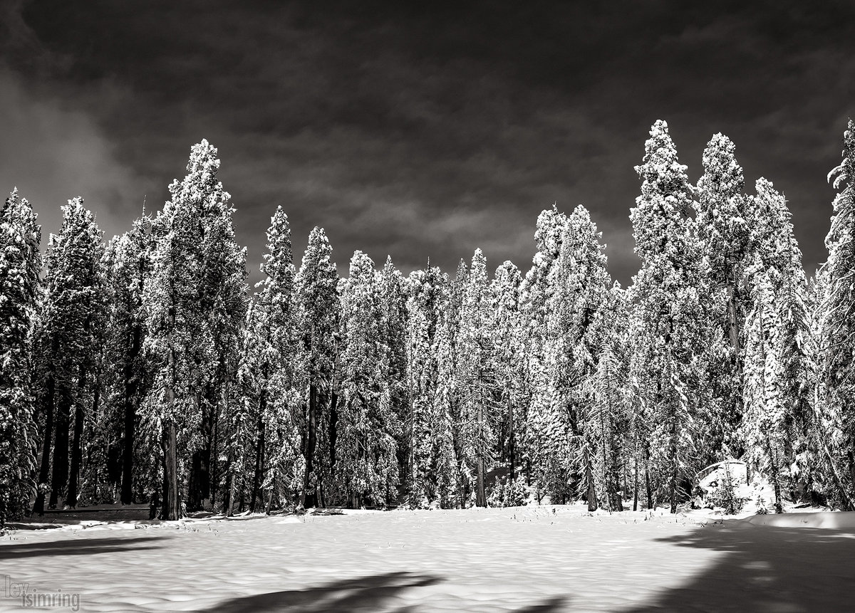 Sequoia National Park (2019)