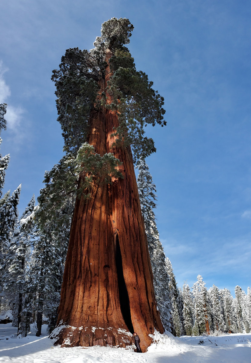 Sequoia National Park (2019)