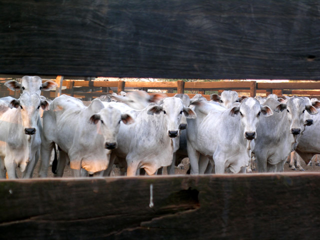 Pantanal - cows