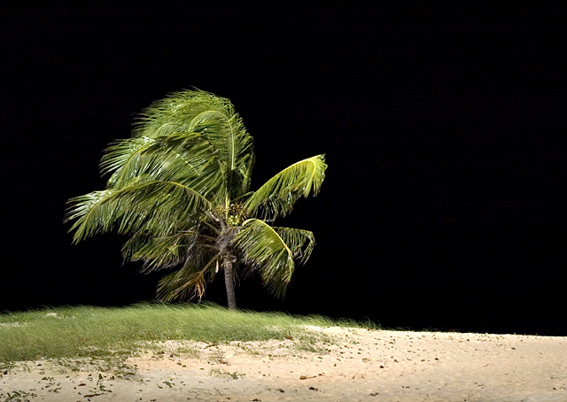 Last tree