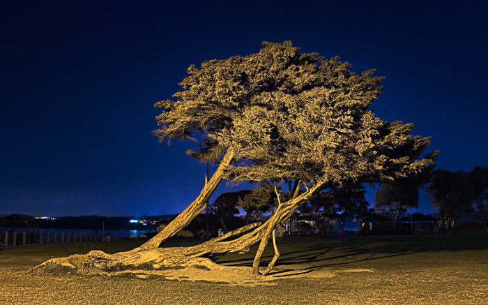 Lone tree