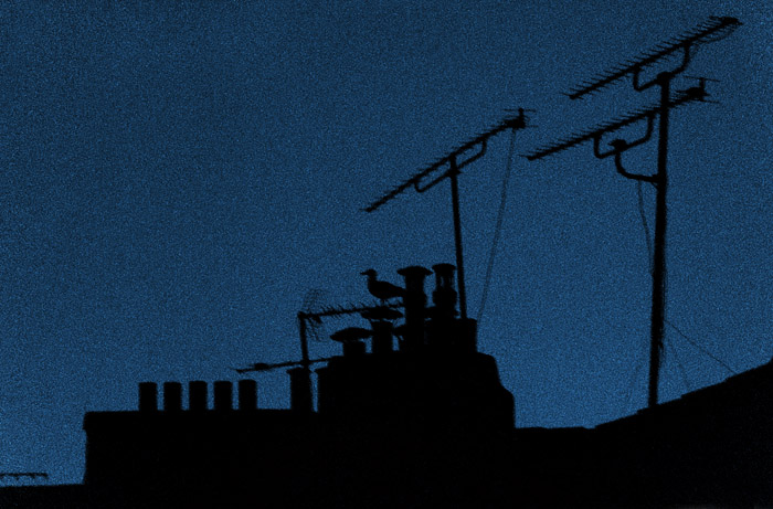 blue night