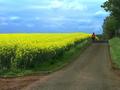 stroll