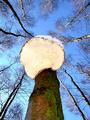 fungi