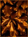 gold-leaf