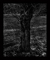 tears of a tree