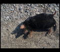 mole (gemold)